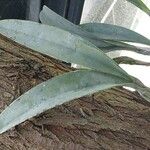Epidendrum ciliare Yaprak