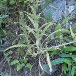 Campanula spicata Leaf