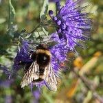 Caryopteris × clandonensis Çiçek