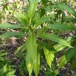 Bontia daphnoides Leaf