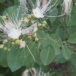Maerua oblongifolia Flor