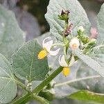 Solanum nigrumCvet