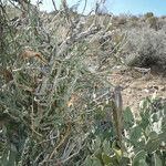 Matelea parvifolia Costuma