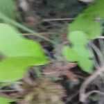 Ipomoea tiliacea Leaf