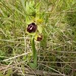 Ophrys passionis 花