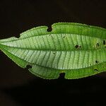 Miconia bubalina Leaf