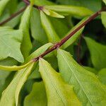 Euonymus alatus Bark