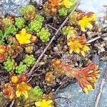 Sedum alpestre Habitat