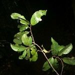 Iryanthera tessmannii Ostatní