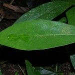 Barleria oenotheroides Leht