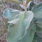 Miconia xalapensis Blad