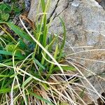 Sesleria caerulea Blad