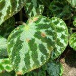 Begonia imperialis Leaf