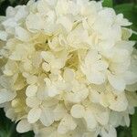 Hydrangea paniculataFlower