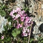 Androsace alpina Kukka