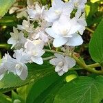 Hydrangea involucrata Blüte