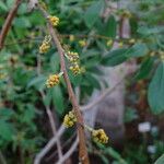 Azara uruguayensis Blomma