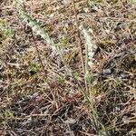 Spiranthes spiralis Hábito