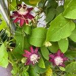 Passiflora amethystina Çiçek