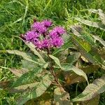 Vernonia noveboracensis Flower