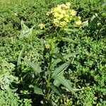 Senecio cacaliaster Pokrój