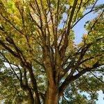 Acer saccharum Хабит