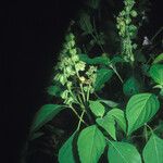 Ocimum campechianum Облик