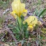 Iris lutescensКвітка