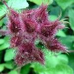 Rubus phoenicolasius Fruit