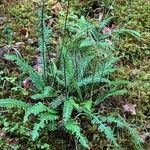 Blechnum spicant Leaf