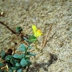Linaria thymifolia Hábito