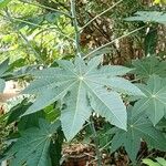 Ricinus communisLeaf