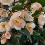 Camellia rosthorniana Flower