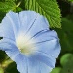 Ipomoea purpureaFlower