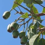 Corymbia ficifolia Φρούτο