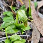 Pterostylis nutans Fleur