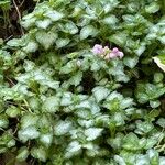 Lamium maculatumКвітка