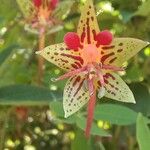 Tropaeolum pentaphyllum Flor