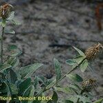 Centaurea jordaniana 形態