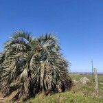 Butia yatay Corteccia