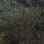 Melaleuca armillaris List