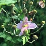 Anemone vitifolia Flower