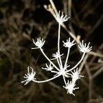 Seseli tortuosum Flower