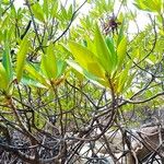 Rhizophora apiculata ഇല