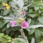 Althaea cannabina Žiedas