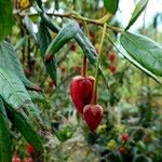 Crinodendron hookerianum Habit