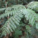 Cyathea arborea موطن