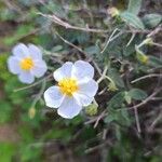 Helianthemum almerienseЦвят