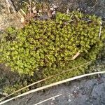 Arenaria serpyllifolia Blatt