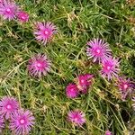 Delosperma cooperi Habitus